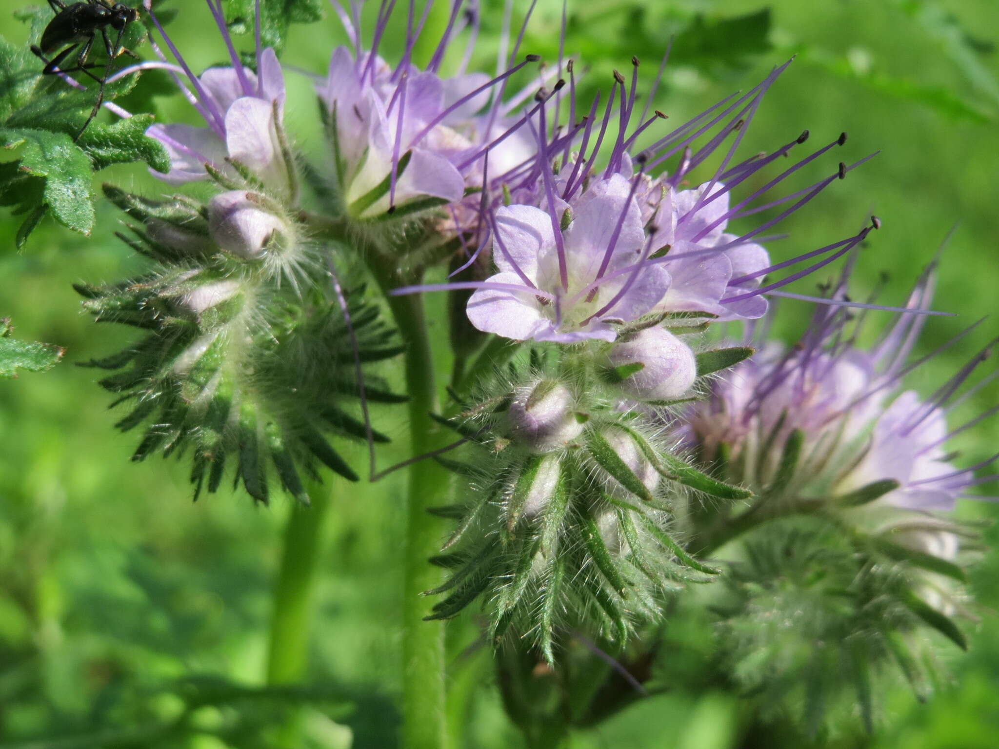 Plancia ëd Phacelia tanacetifolia Benth.