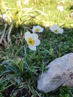 صورة Ranunculus amplexicaulis L.