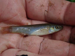 Image of Plains Topminnow