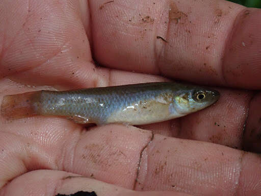 Image of Plains Topminnow