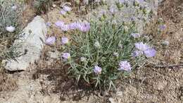 Image de Xylorhiza tortifolia (Torr. & A. Gray) Greene