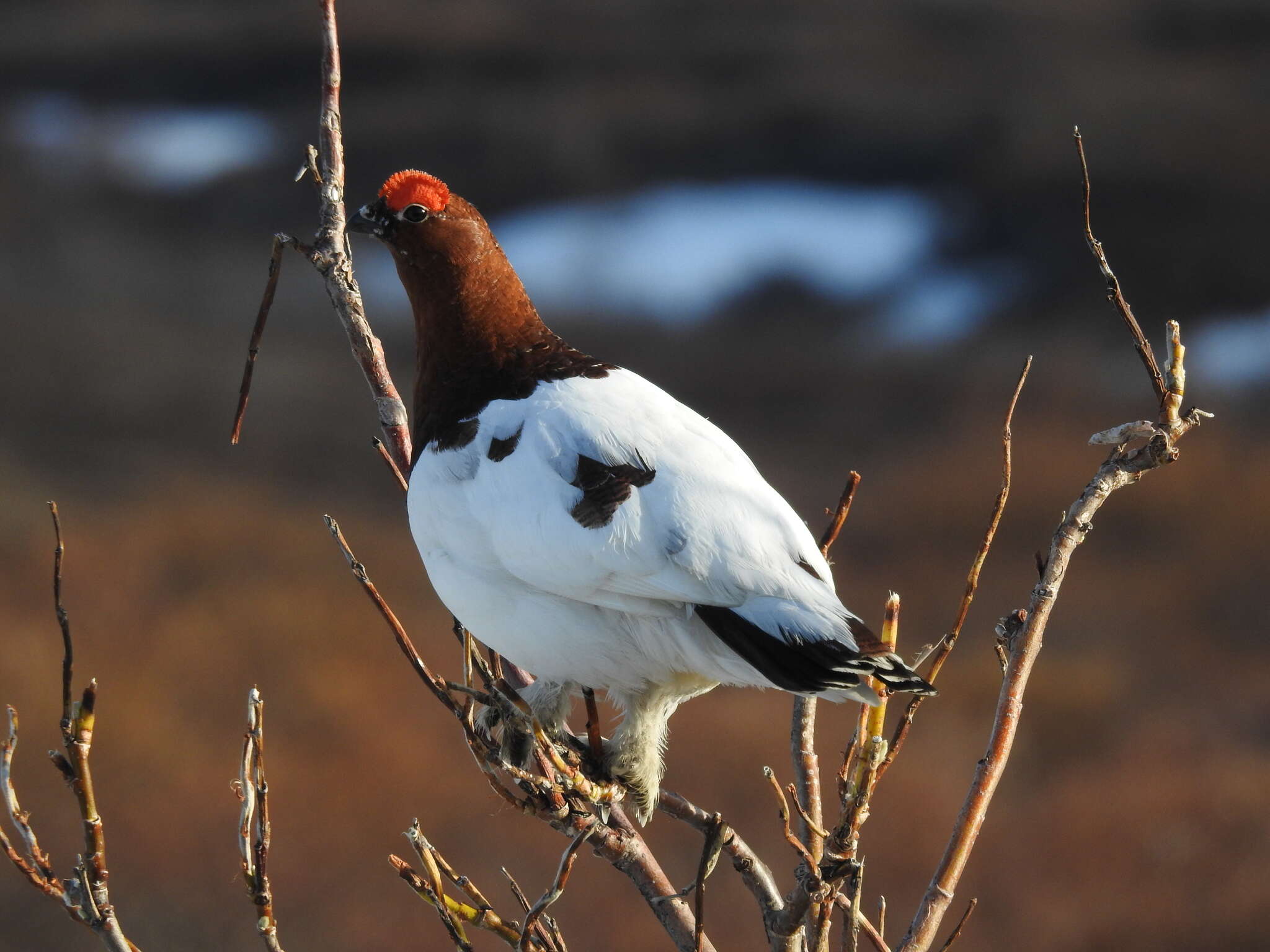 Image of Willow Grouse and Red Grouse