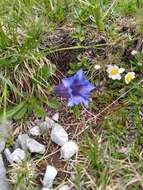 صورة Gentiana clusii subsp. clusii