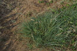 Image of Festuca rupicola Heuff.