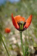 Image of Papaver minus (Bél.) Meikle