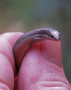 Image of Peninsula Mole Skink