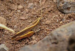 Image of Canarian Pincer Grasshopper