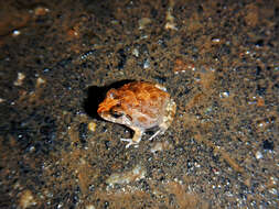 Image of Burrowing frog