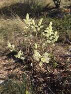 Image of Fringed False Hellebore