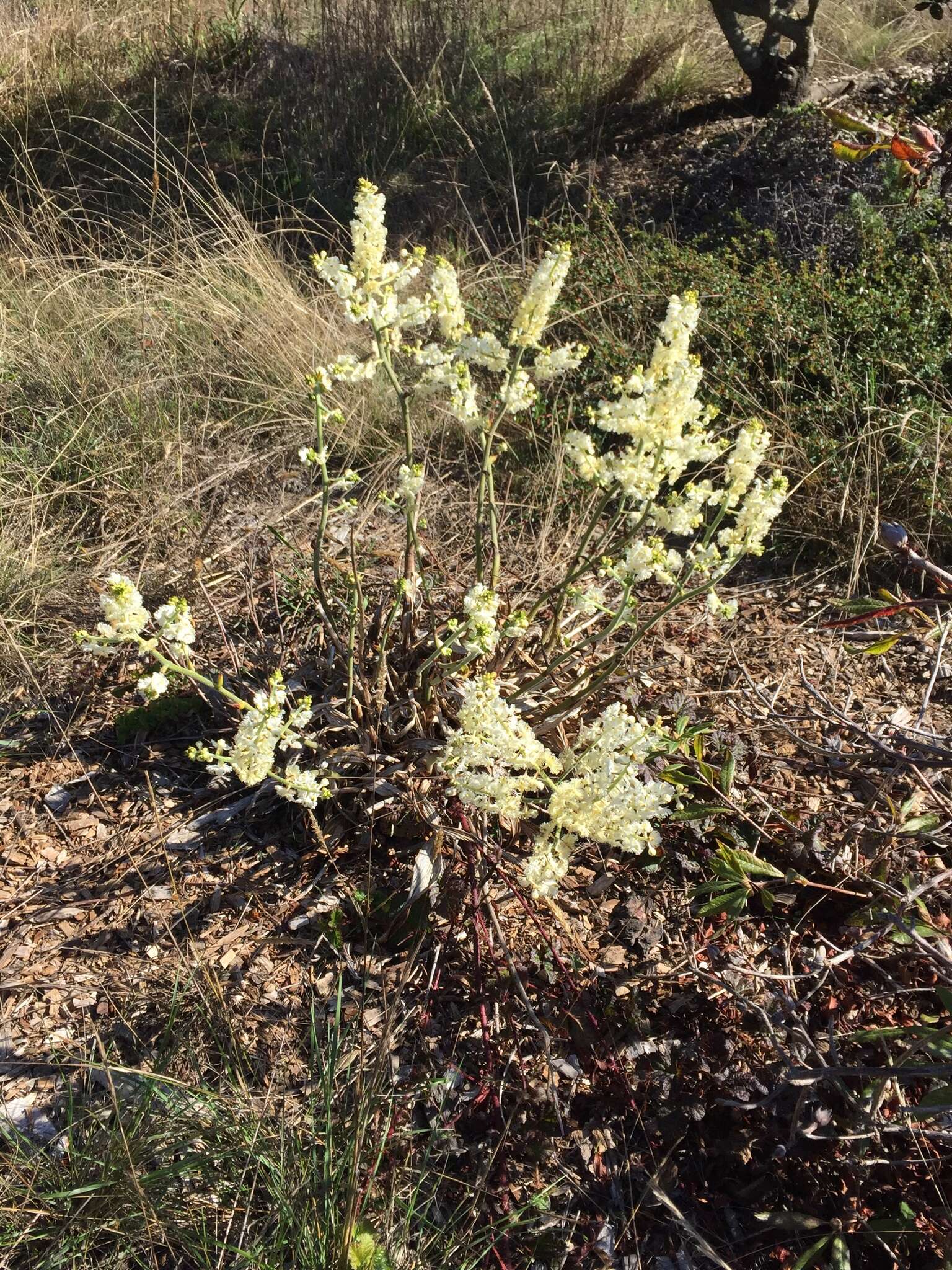 Image of Fringed False Hellebore