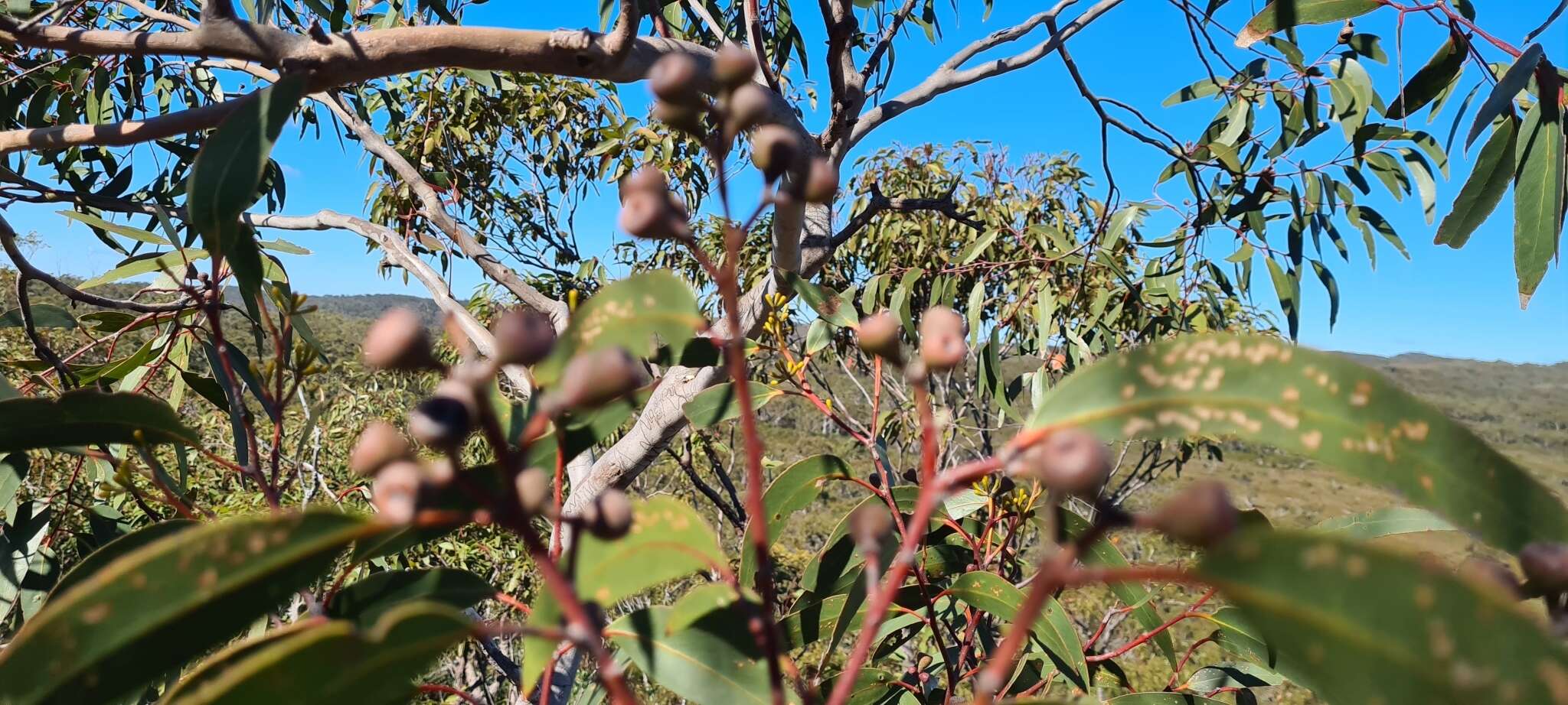 Eucalyptus haemastoma Sm. resmi