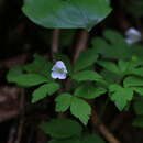 Anemone sciaphila Popov resmi