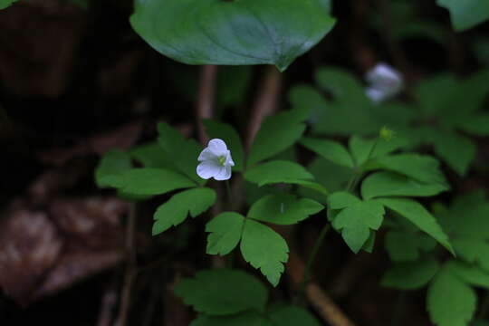 Imagem de Anemone sciaphila Popov