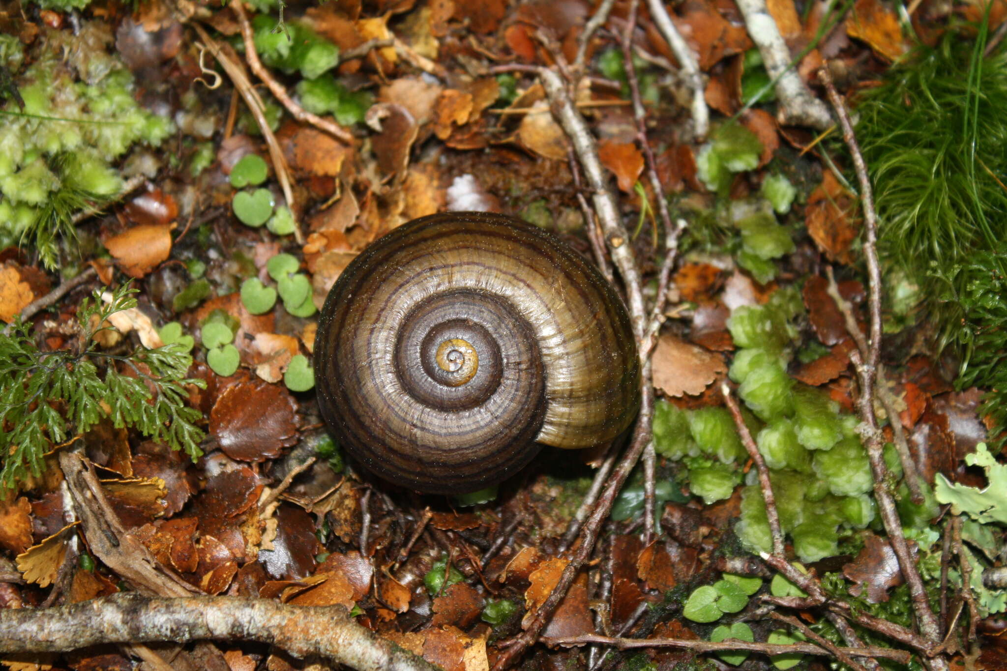 Image of Powelliphanta hochstetteri bicolor (Powell 1930)