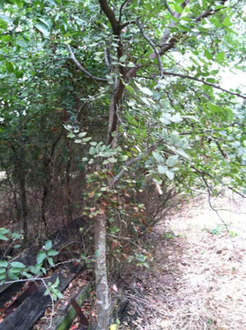 Image of Southern Hackberry