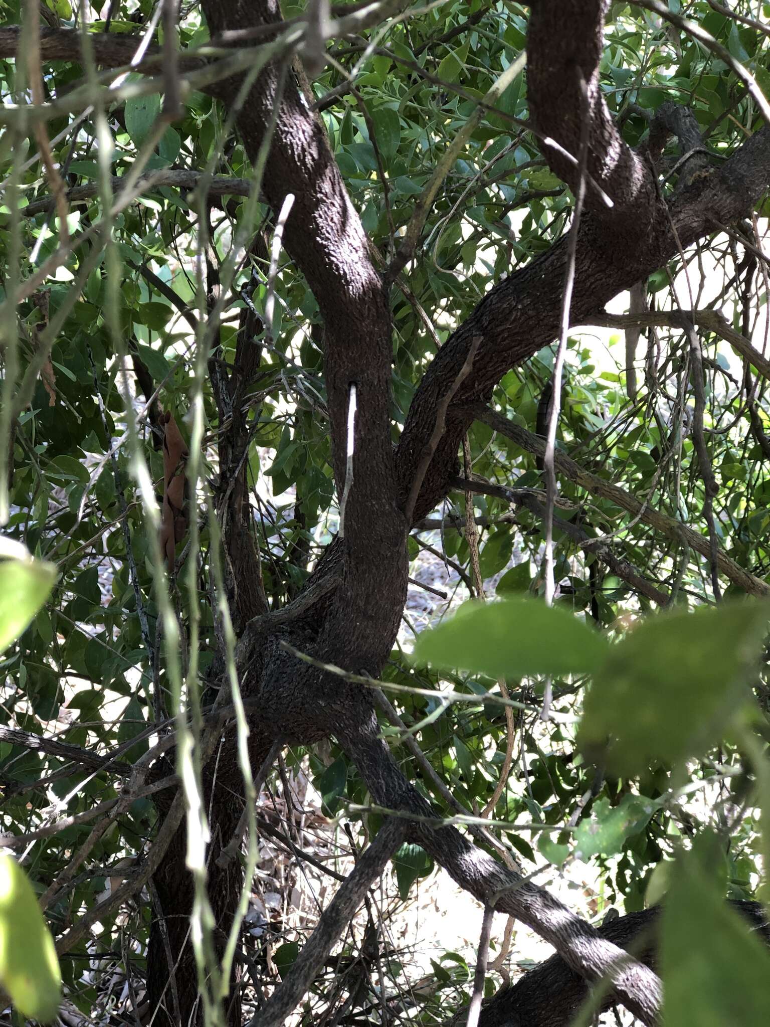 Image of Exocarpos latifolius R. Br.