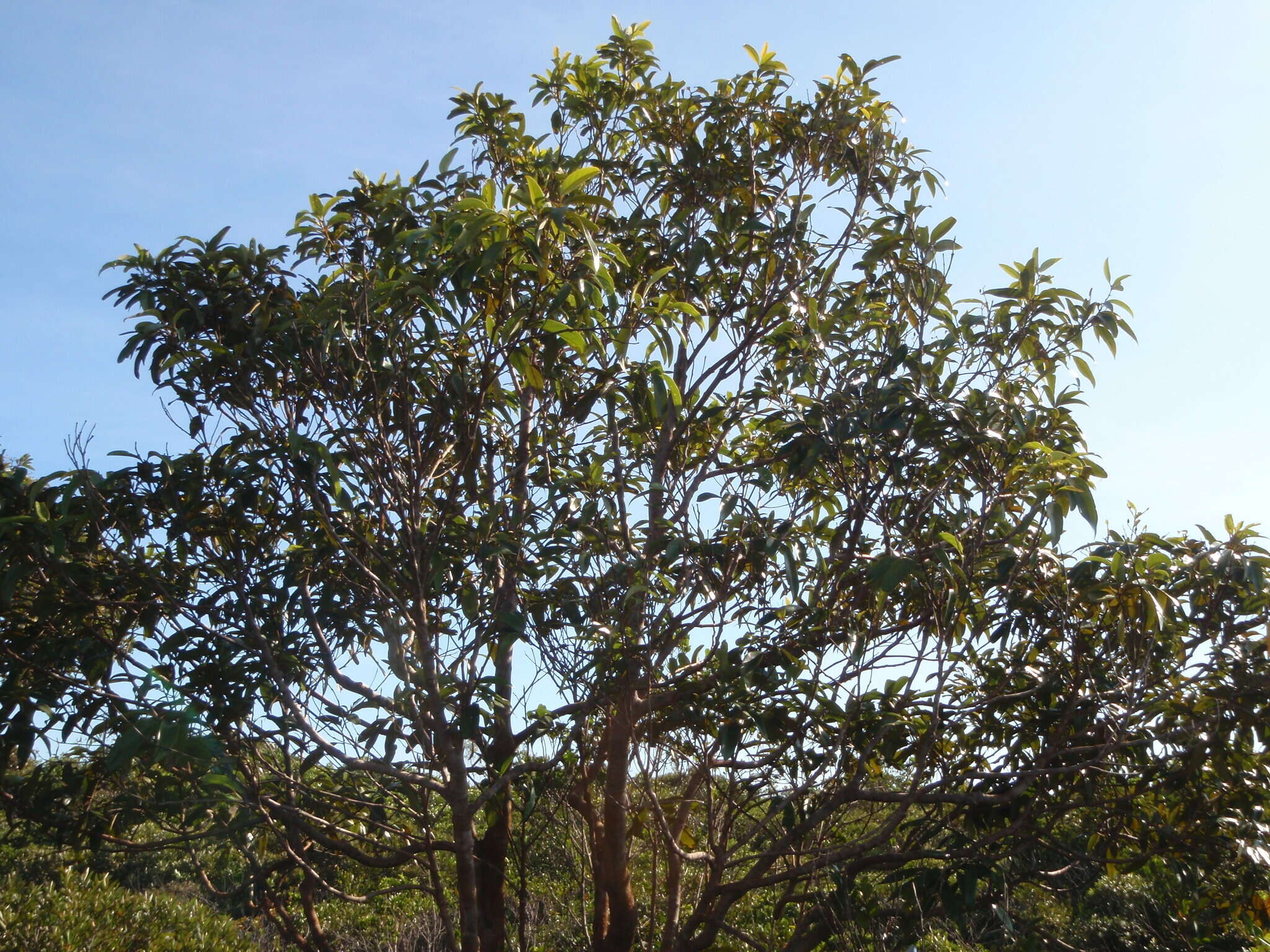 Image of Cryptocarya longifolia Kosterm.