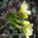 Image of Primula elongata Watt