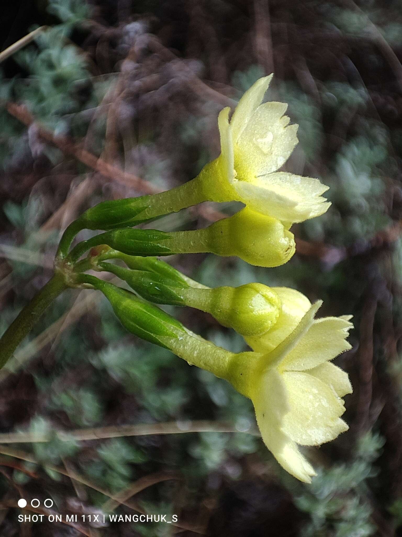 Image of Primula elongata Watt