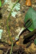 Image of Ceropegia linearis subsp. linearis