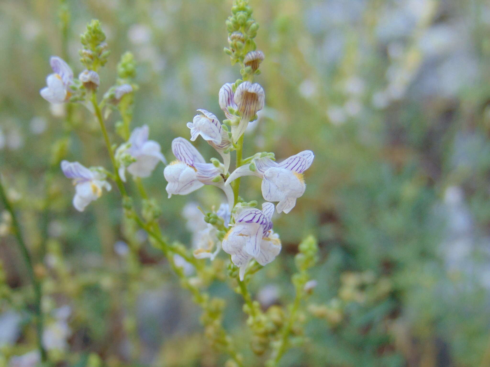 Image of Linaria microsepala A. Kerner