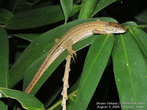 Image of Japanese Grass Lizard