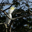 Image of Cacatua sulphurea parvula (Bonaparte 1850)