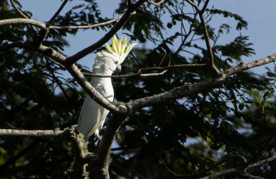 Cacatua sulphurea parvula (Bonaparte 1850) resmi