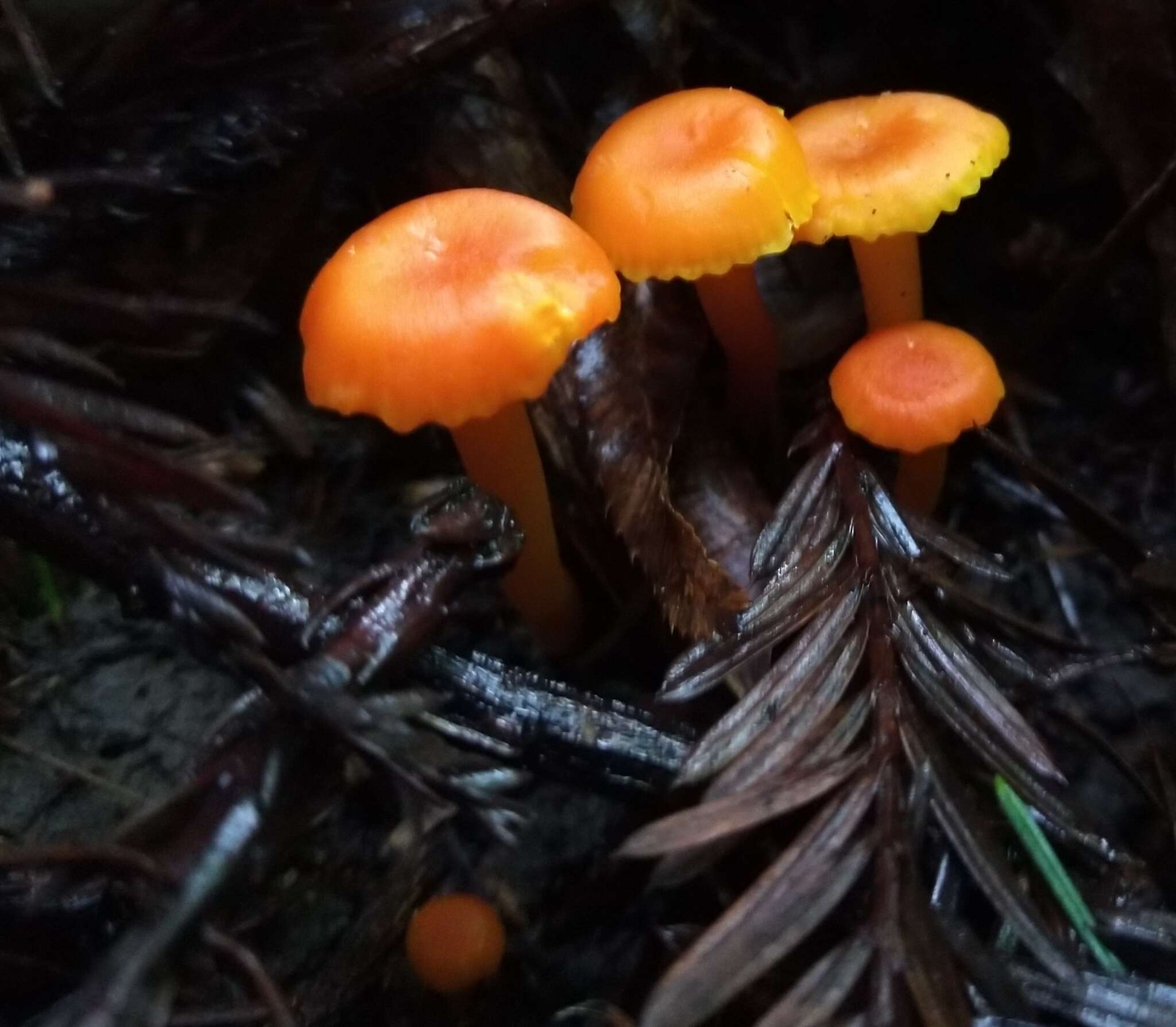 Image of Hygrocybe moseri Bon 1976