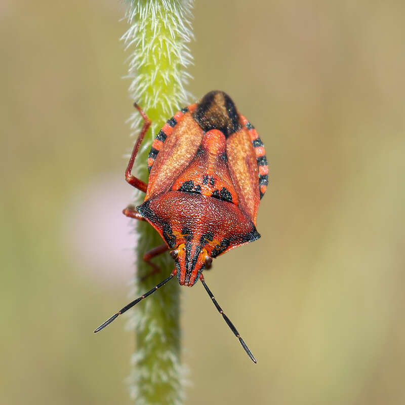 Image of <i>Carpocoris <i>mediterraneus</i></i> mediterraneus