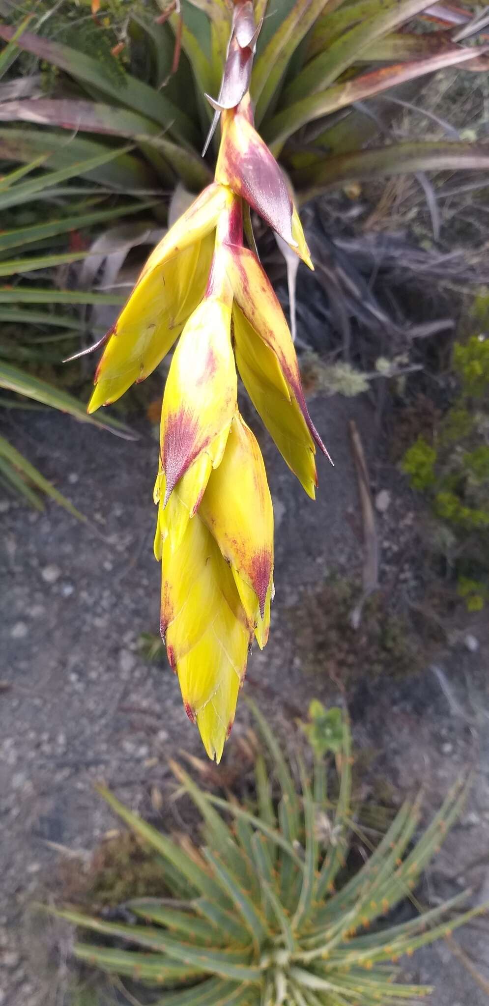 Image of Tillandsia lajensis André