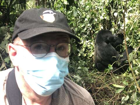 Image of Eastern Gorilla