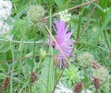 Image of spotted knapweed