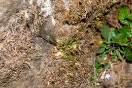 Image of Lobelia flexuosa subsp. flexuosa