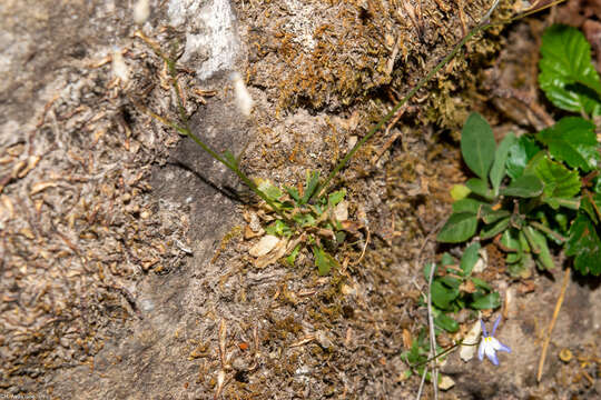 Image of Lobelia flexuosa (C. Presl) A. DC.