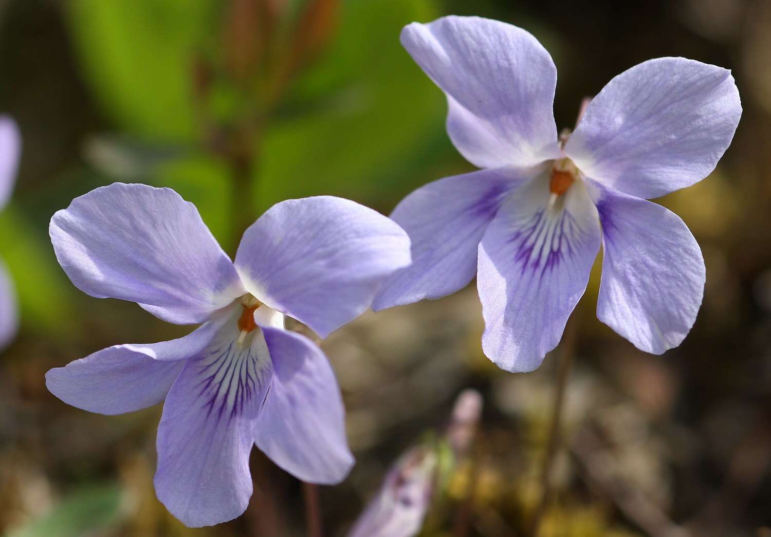 Image of Viola grypoceras A. Gray