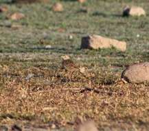 Image of Sprague's pipit