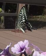Papilio xuthus Linnaeus 1767 resmi