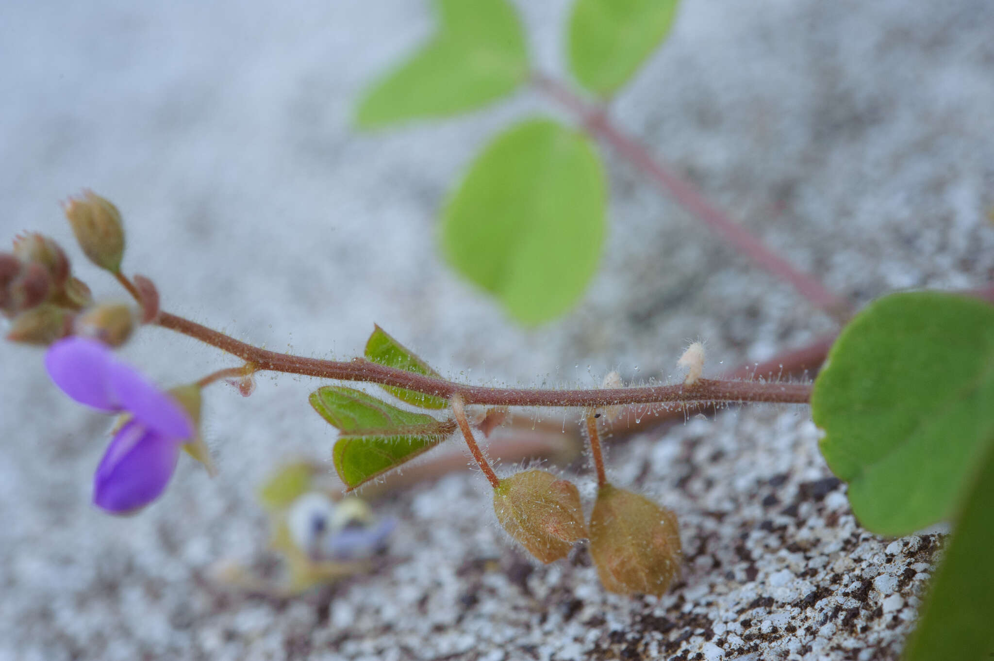 Image of Christia obcordata (Poir.) Bakh. fil.