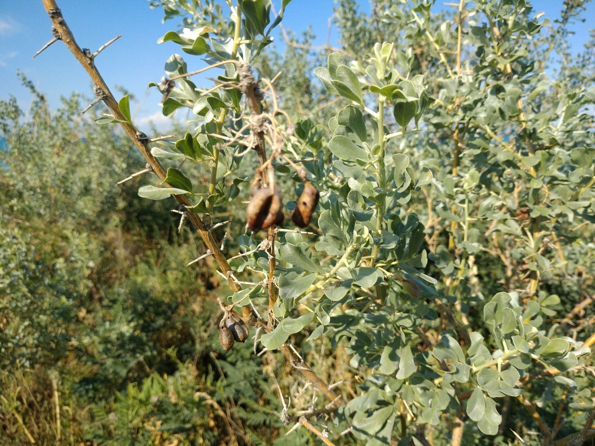 Image of common salttree