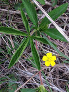 Image of common cinquefoil