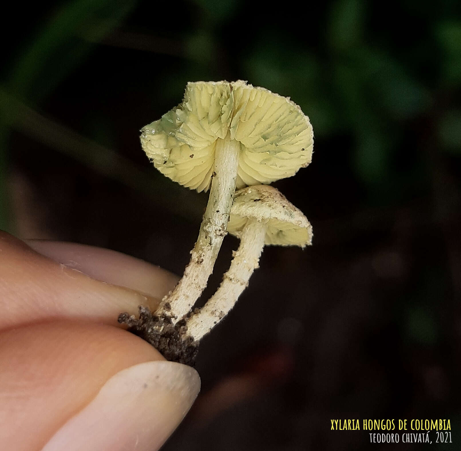 Image of Lepiota trichroma Montoya & Bandala 2006