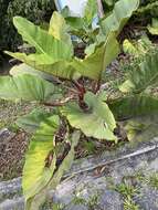 Image of Philodendron melinonii Brongn. ex Regel