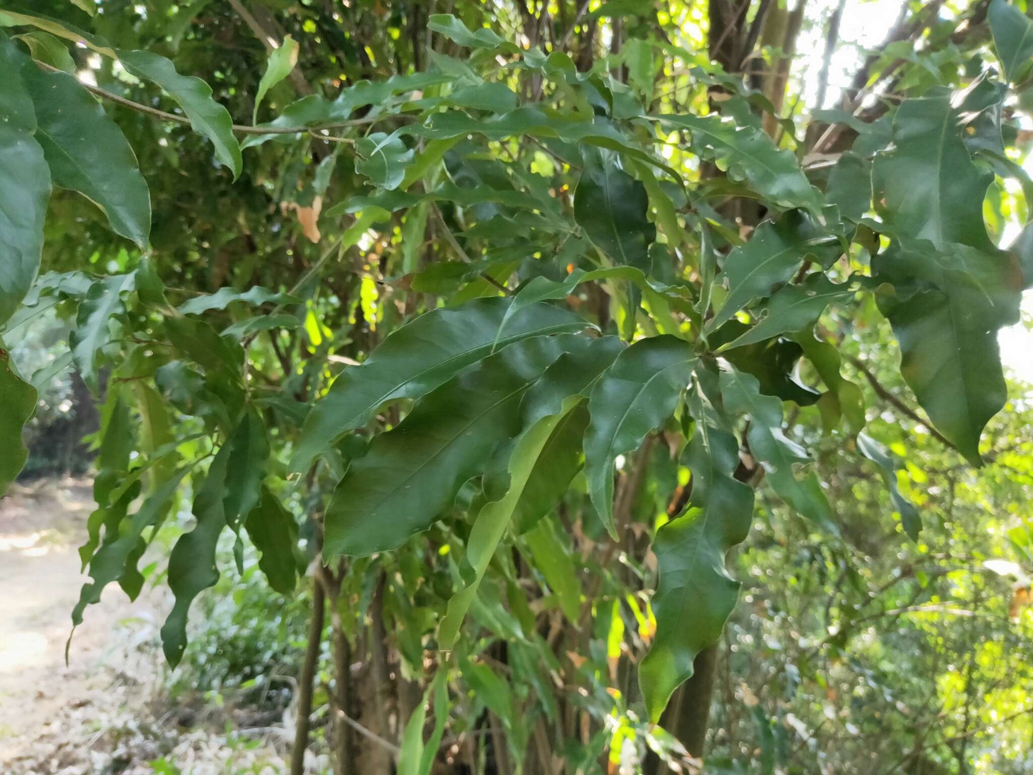 Imagem de Lithocarpus hancei (Benth.) Rehder