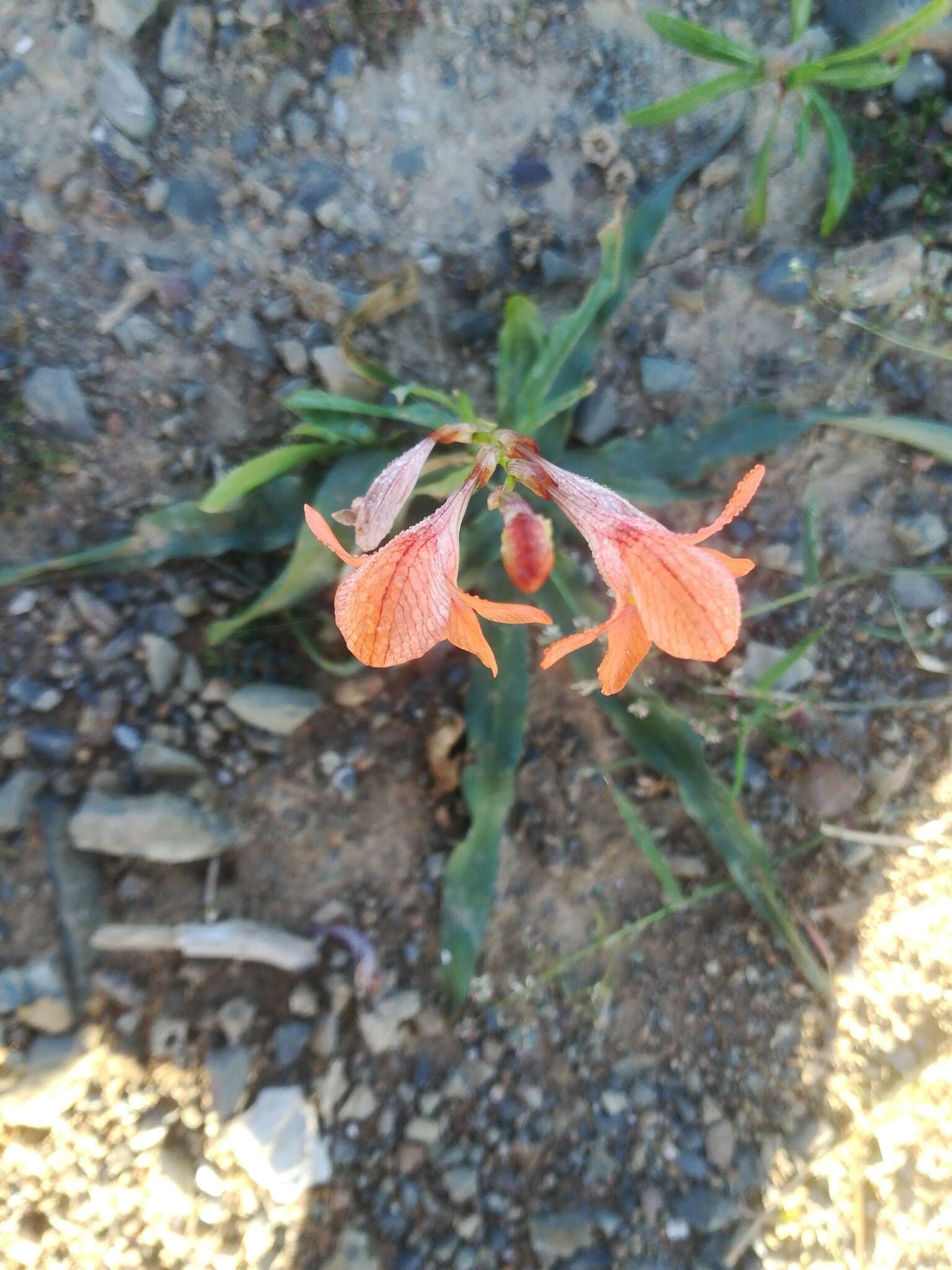 Image of Tritonia laxifolia (Klatt) Baker