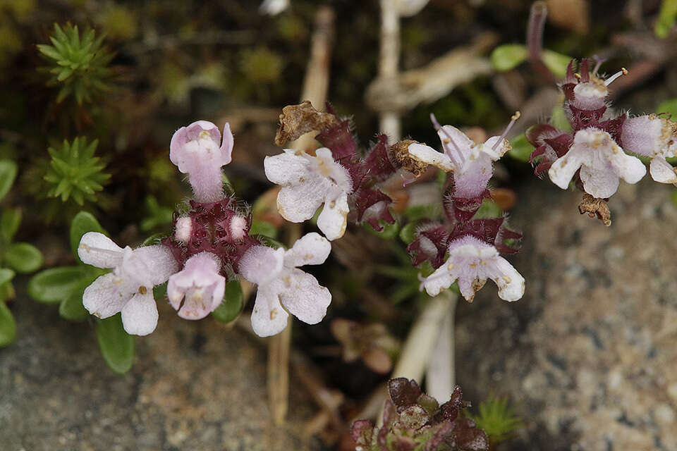 Image of Thymus serpyllum subsp. tanaensis (Hyl.) Jalas