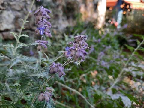 Plancia ëd <i>Salvia yangii</i>