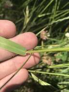 Plancia ëd Bromus porteri (Coult.) Nash