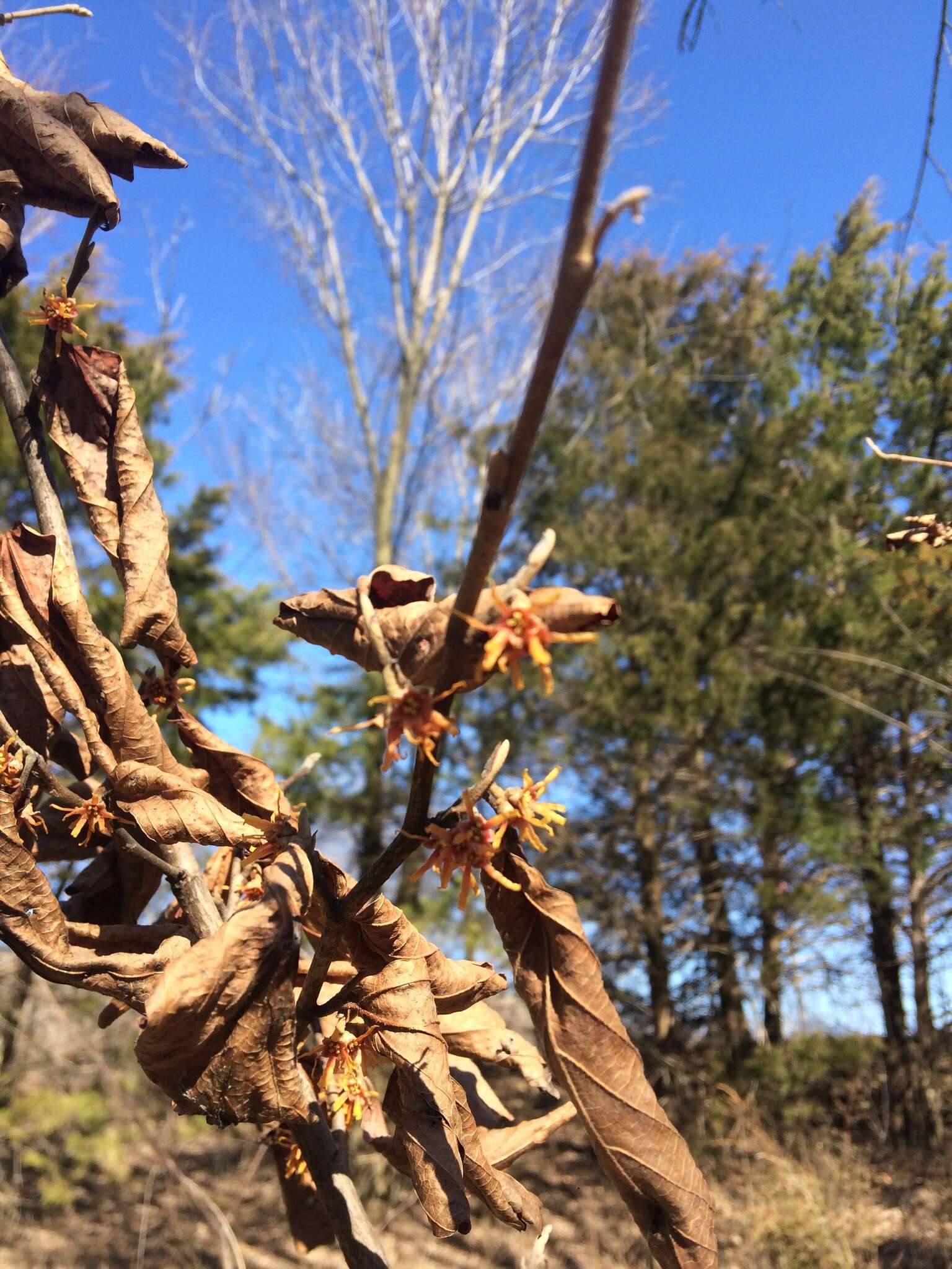 Image of Ozark Witch-Hazel