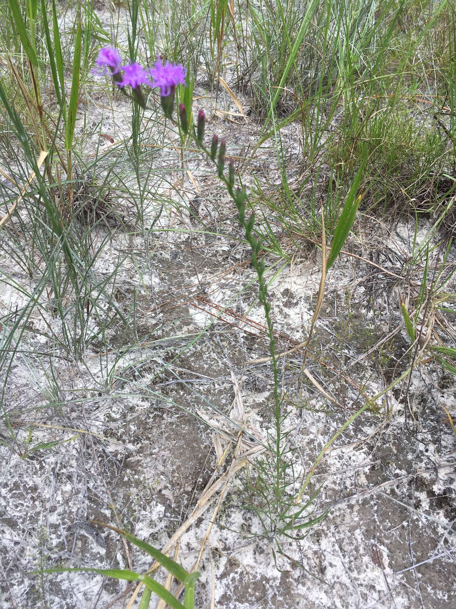 صورة <i>Liatris <i>pauciflora</i></i> var. pauciflora